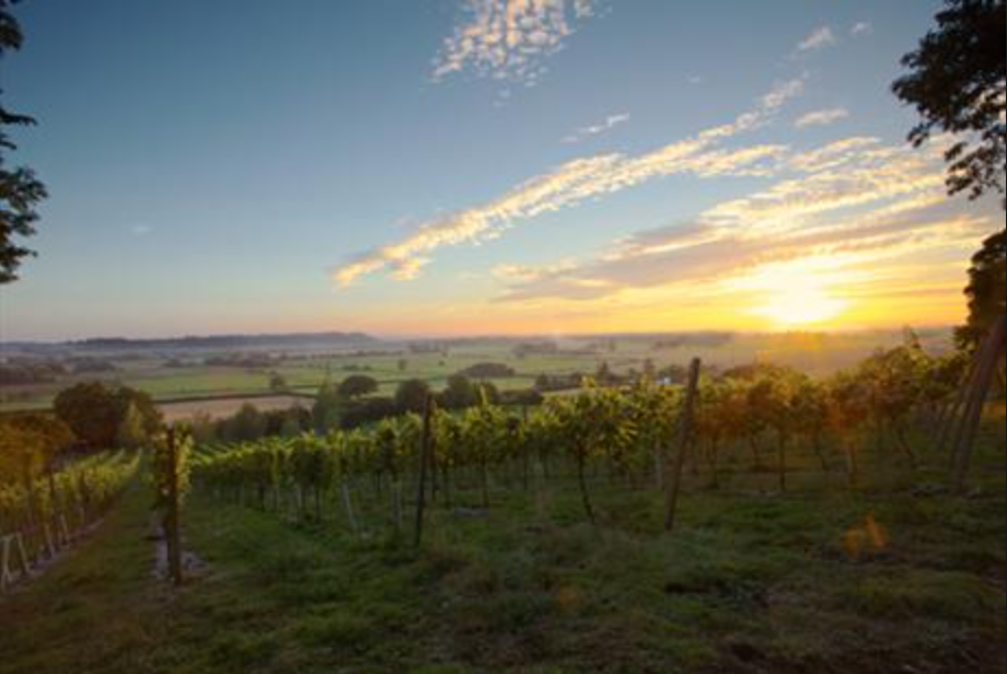 Celebrating a Great Summer - Harvest Time