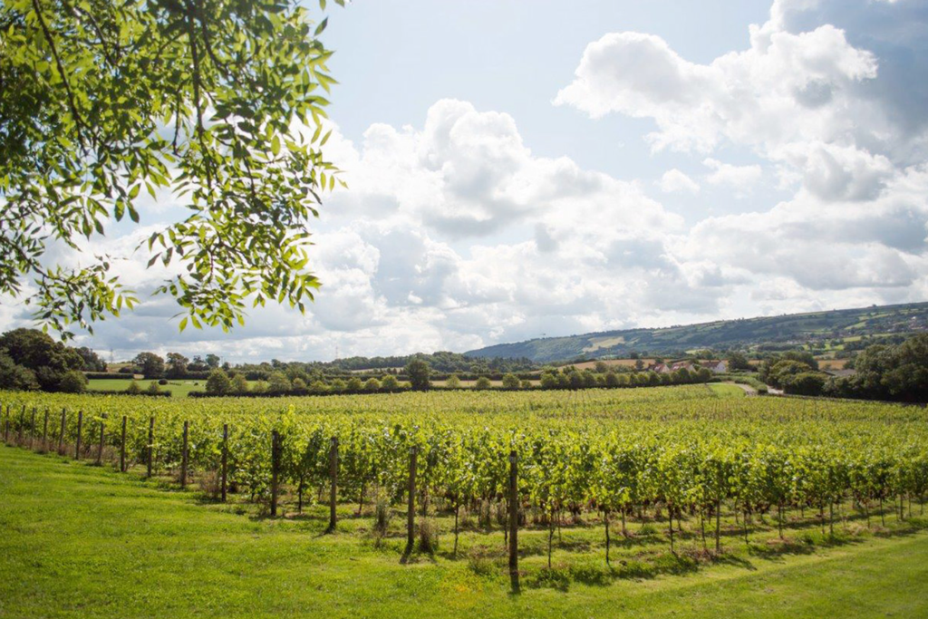 English Wine Week Winemakers Lunch - Sat 25th May 12pm, Castle Cary