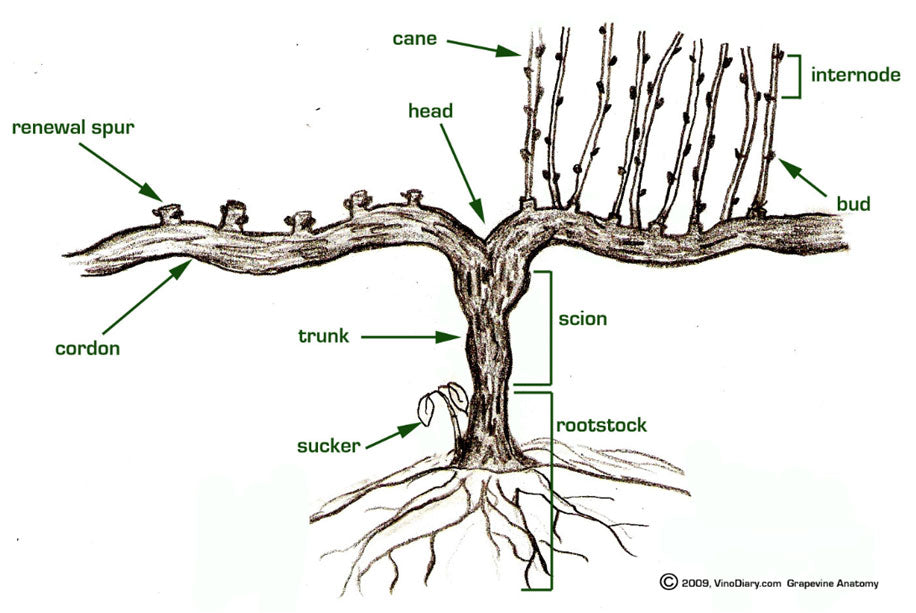 Winter Vine Pruning - Fancy Learning? Read On…