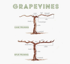 Learn To Prune A Grapevine! Pruning Workshop & Lunch - Sat 9th Feb